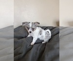 Small #1 Chihuahua