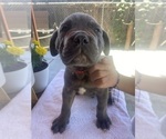 Puppy 7 Cane Corso