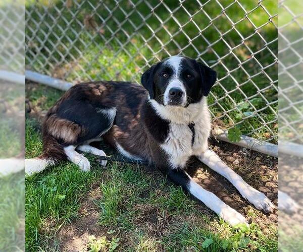 Medium Photo #1 Border Collie-Unknown Mix Puppy For Sale in Modesto, CA, USA