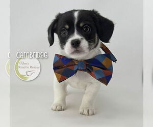 Chi-Corgi Dogs for adoption in Benton, LA, USA
