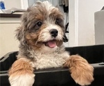 Small Photo #3 Bernedoodle (Miniature) Puppy For Sale in SOUTH ORANGE, NJ, USA