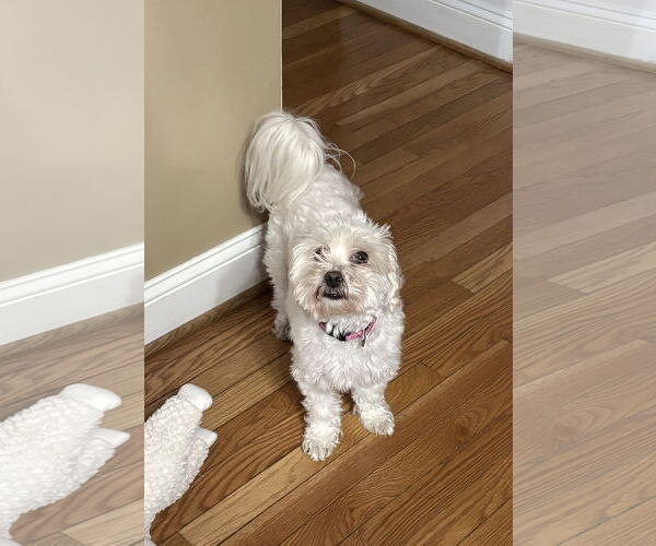 Medium Photo #3 Maltese Puppy For Sale in Arlington, VA, USA