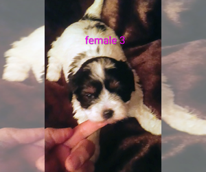 Cock-A-Tzu Puppy for sale in WOBURN, MA, USA
