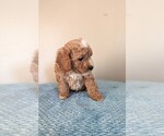 Small #2 Cavapoo-Poodle (Miniature) Mix