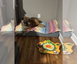 Husk - Male Chow Chow-German Shepherd Dog Mix Dog for Adoption - Photo #2