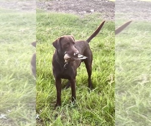 Labrador Retriever Dog for Adoption in BANDERA, Texas USA