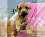 Small Photo #2 Mutt Puppy For Sale in Gilberts, IL, USA