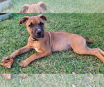 Small Photo #10 Mutt Puppy For Sale in Euless, TX, USA