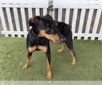 Small Doberman Pinscher