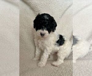 Poodle (Standard) Puppy for sale in CONCORD, MI, USA
