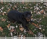 Small Photo #1 Rottweiler Puppy For Sale in LAFAYETTE, IN, USA