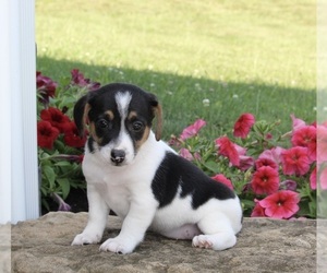Jack Russell Terrier Puppy for sale in MILLERSBURG, OH, USA