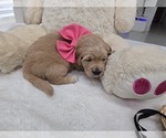 Small Photo #3 Golden Retriever Puppy For Sale in ORLANDO, FL, USA