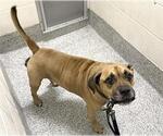 SOZE - Male Mutt Dog for Adoption - Small photo