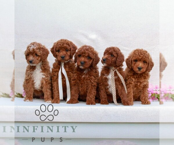 Medium Photo #2 Irish Doodle (Miniature) Puppy For Sale in NEWMANSTOWN, PA, USA