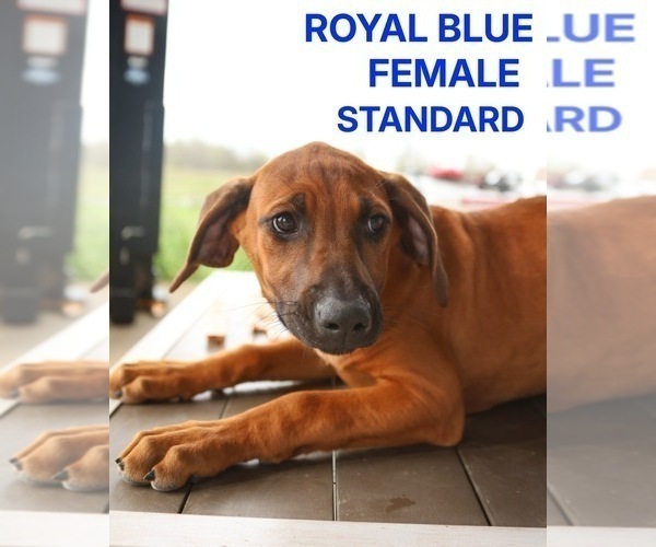Medium Photo #1 Rhodesian Ridgeback Puppy For Sale in HIGHLANDS, TX, USA