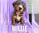 Puppy WILLIE Miniature Bernedoodle