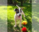 Small #31 Basenji-Rat Terrier Mix