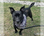 Small #5 Chihuahua