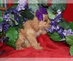 Small Photo #5 Cavapoo Puppy For Sale in BARNESVILLE, KS, USA