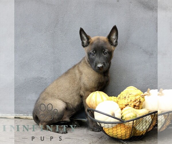 Medium Photo #3 Belgian Malinois Puppy For Sale in RONKS, PA, USA