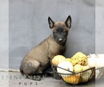 Rascal - Male Belgian Malinois Puppy for Sale - Photo #3