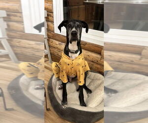 Great Dane Dogs for adoption in St. Louis Park, MN, USA