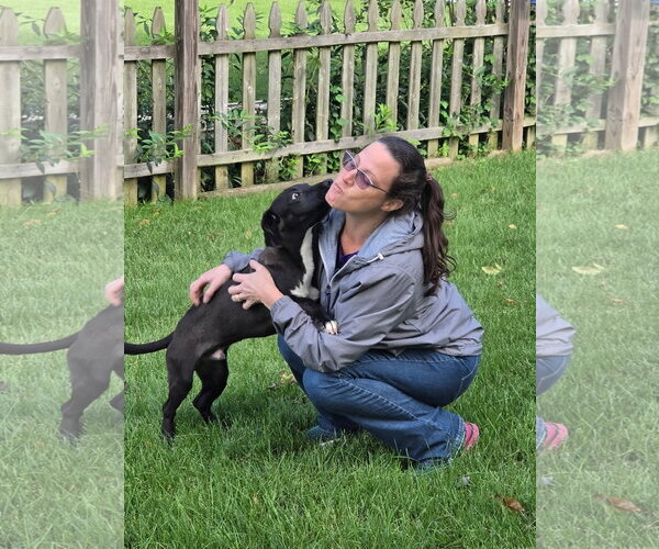 Medium Photo #4 Labrador Retriever-Unknown Mix Puppy For Sale in Doylestown, PA, USA