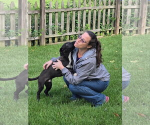 Joe - Male Labrador Retriever-Unknown Mix Dog for Adoption - Photo #4