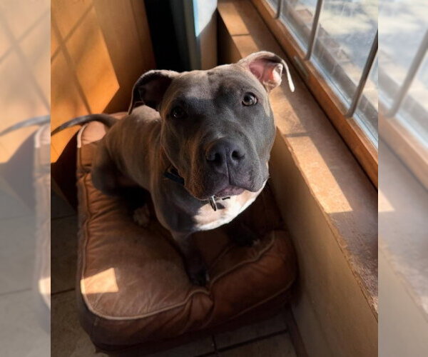Medium Photo #2 American Pit Bull Terrier-Staffordshire Bull Terrier Mix Puppy For Sale in Frankenmuth, MI, USA