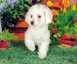 Bichon Frise Puppy for sale in WINSTON SALEM, NC, USA