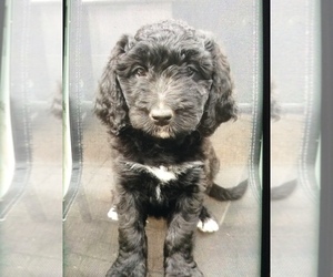 Bernedoodle Puppy for sale in SPEARFISH, SD, USA