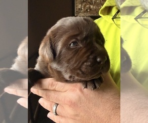 Medium Labrador Retriever