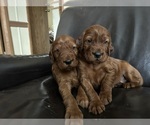 Image preview for Ad Listing. Nickname: Irish Setter