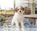 Small Photo #6 Bichpoo Puppy For Sale in MILLERSBURG, OH, USA