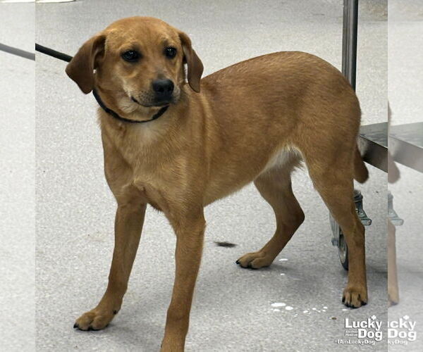 Medium Photo #2 Labrador Retriever-Unknown Mix Puppy For Sale in Washington, DC, USA