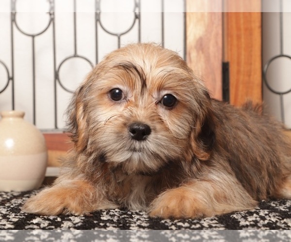 Medium Photo #3 Shorkie Tzu Puppy For Sale in NAPLES, FL, USA