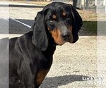 Small Photo #3 Coonhound-Unknown Mix Puppy For Sale in Washington, DC, USA