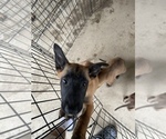 Small Photo #2 Belgian Malinois Puppy For Sale in SQUAW VALLEY, CA, USA