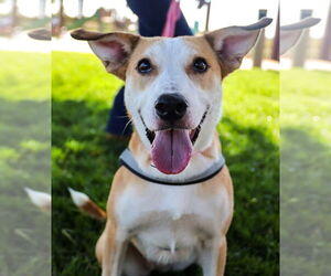 Army - Female Carolina Dog-Unknown Mix Dog for Adoption - Photo #4