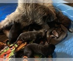 Small #8 Irish Wolfhound