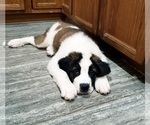 Puppy White collar Saint Bernard