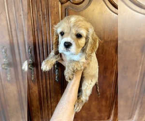 Cavalier King Charles Spaniel Puppy for sale in CENTURIA, WI, USA