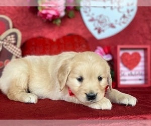 Golden Retriever Puppy for sale in LANCASTER, PA, USA