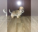 Small Photo #6 Shorkie Tzu Puppy For Sale in LAPEER, MI, USA