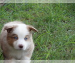 Small Photo #11 Australian Shepherd Puppy For Sale in OZARK, AR, USA