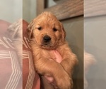 Small #26 Golden Retriever
