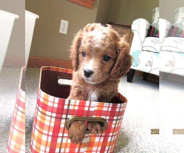 Medium Photo #2 Cavapoo Puppy For Sale in FINDLAY, OH, USA