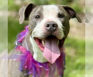 Mutt Dogs for adoption in Cranford, NJ, USA