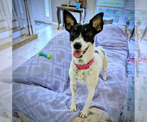 Medium Photo #3 Rat Terrier-Unknown Mix Puppy For Sale in Atlanta, GA, USA